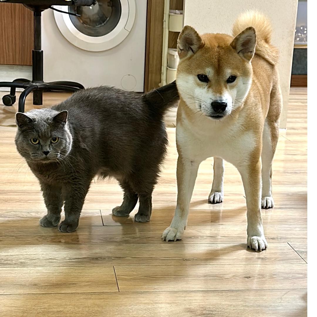 高肉