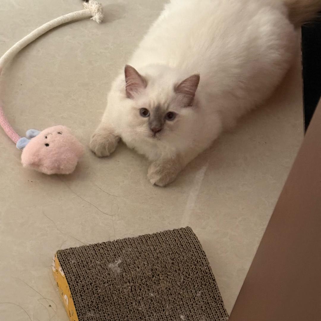 收藏小迪（互帮互助版）