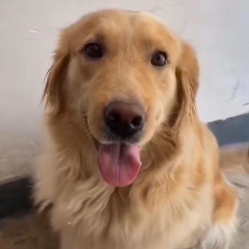 金毛🐶、(毛毛)