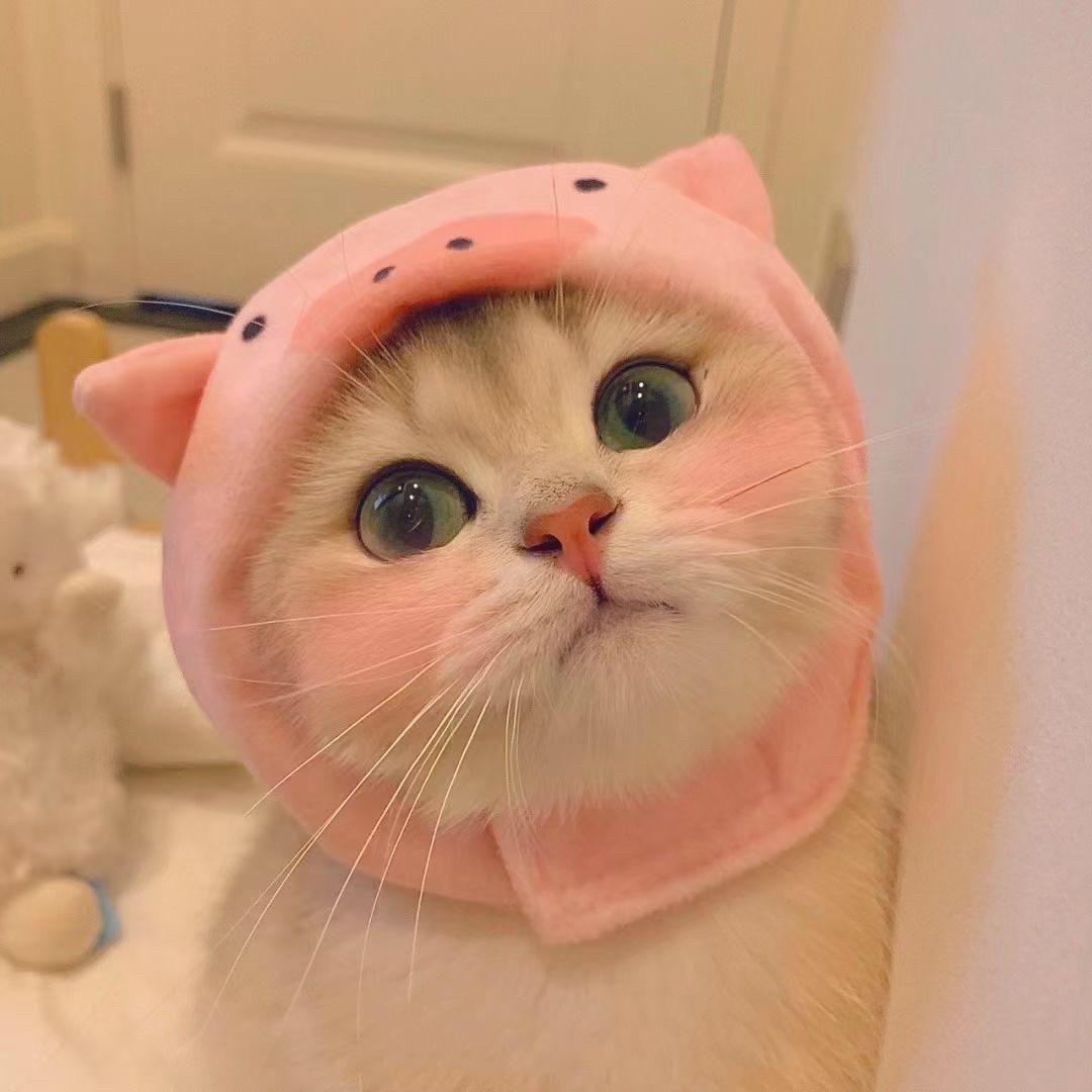 𝑴𝒐𝒐𝒏 𝒍𝒊𝒈𝒉𝒕.✨