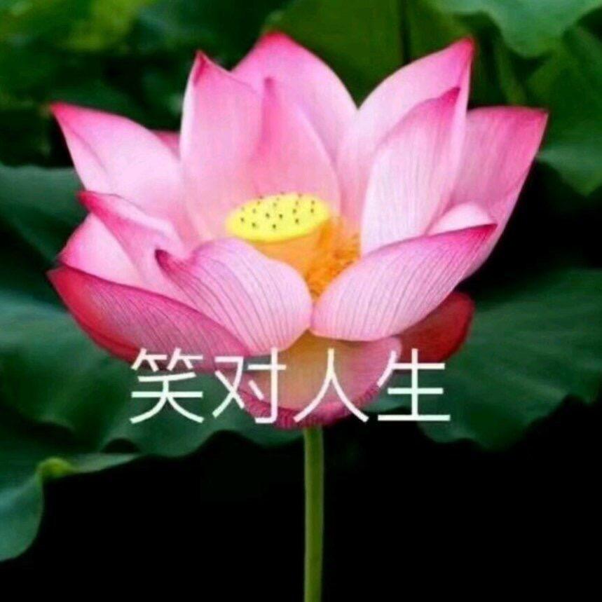 🌺杨