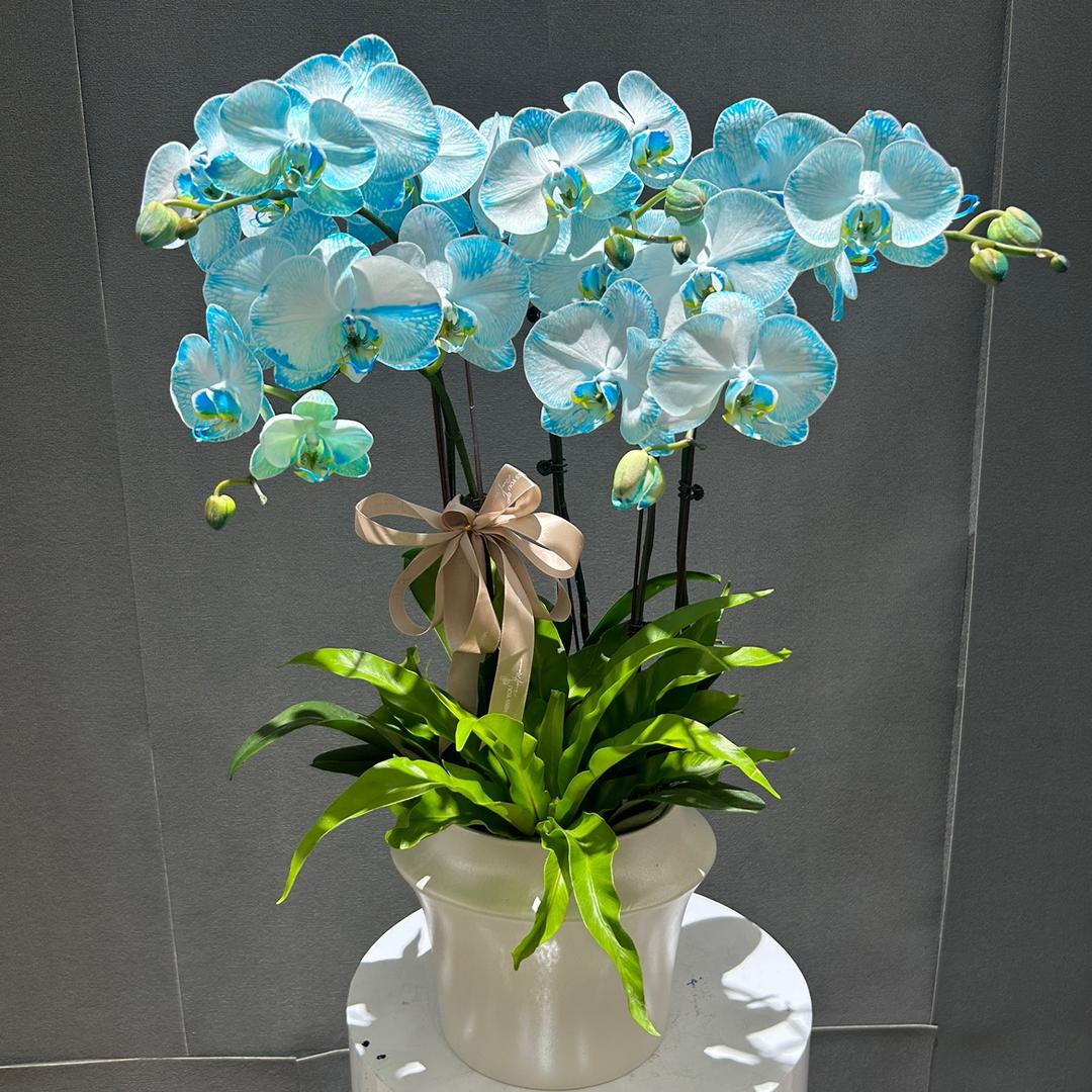 温馨满屋花卉旗舰店