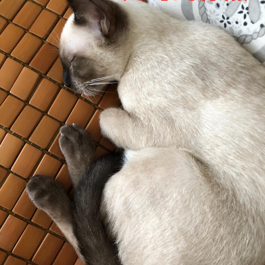 牛奶是个小煤球