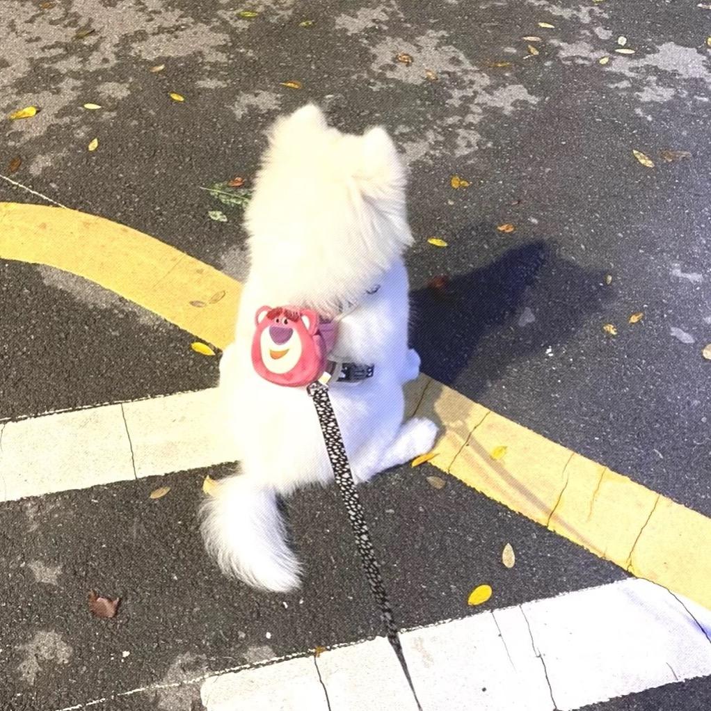 小绿豆🌟
