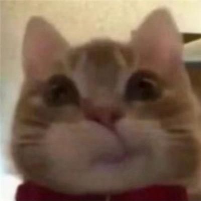 橘子皮头像