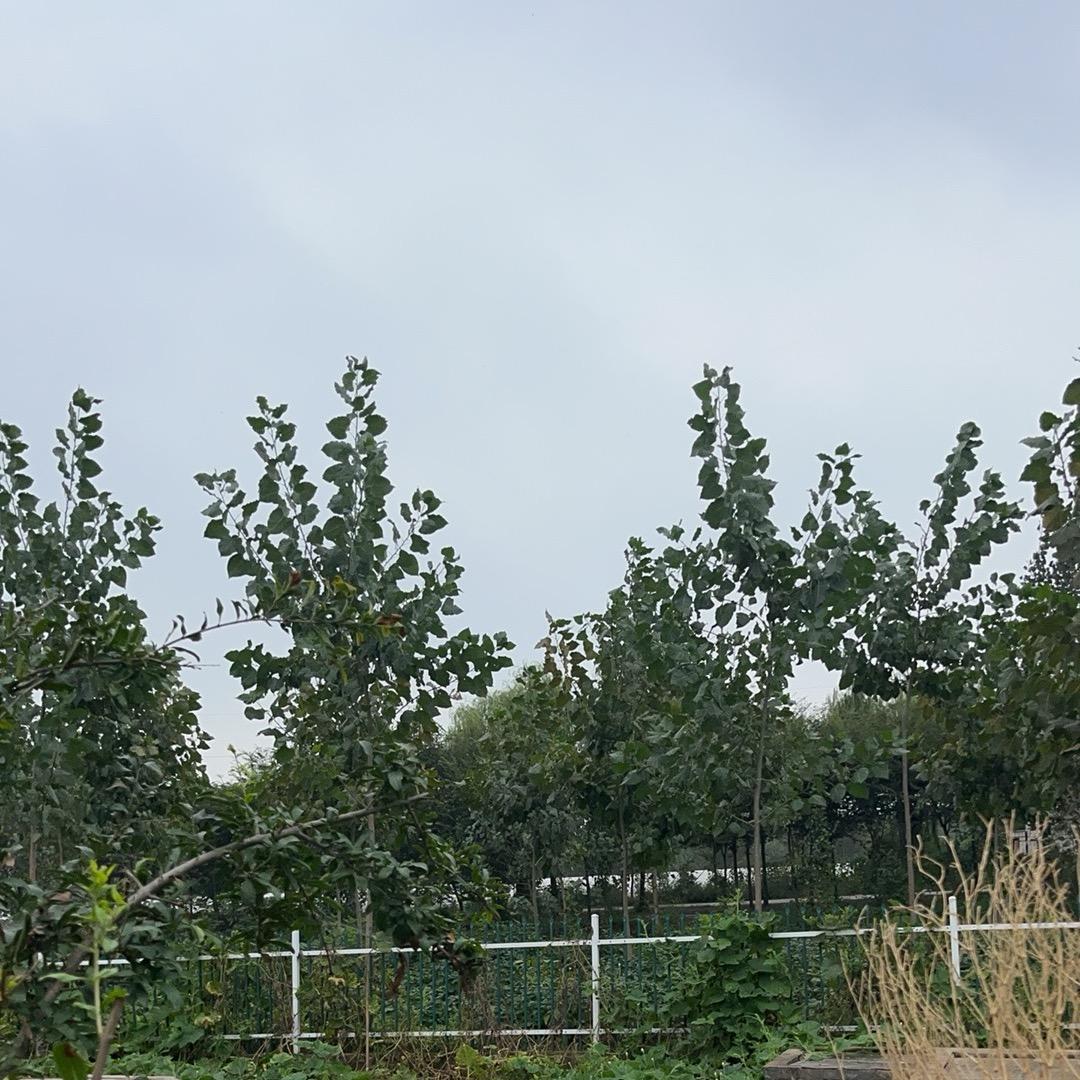大毛