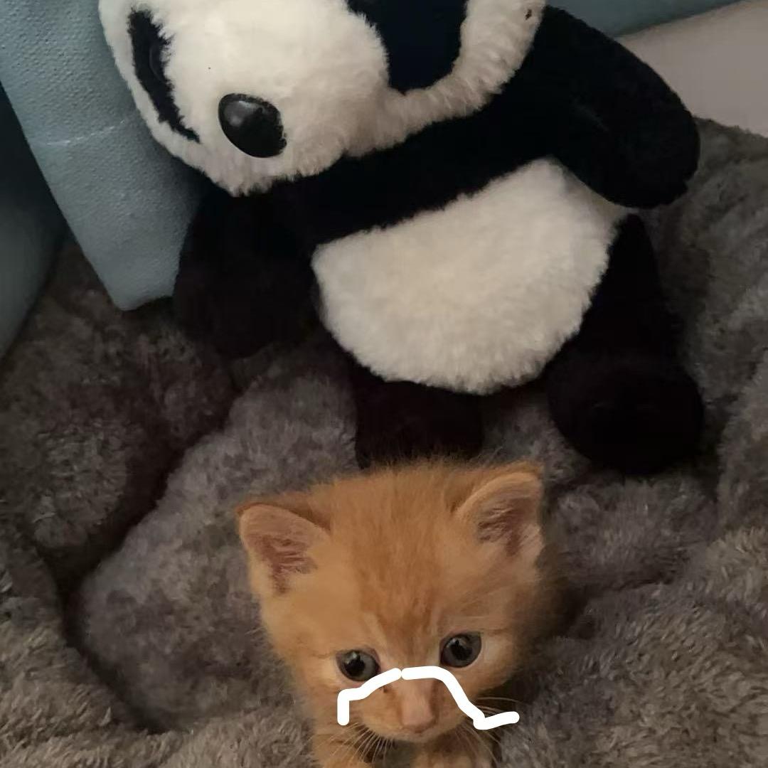 ᝰꫀꪶ17是猫的名字