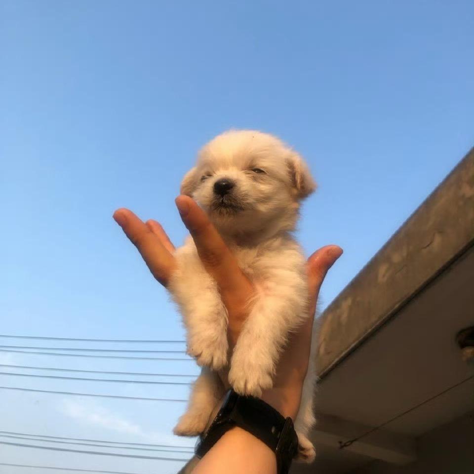 西西她姐