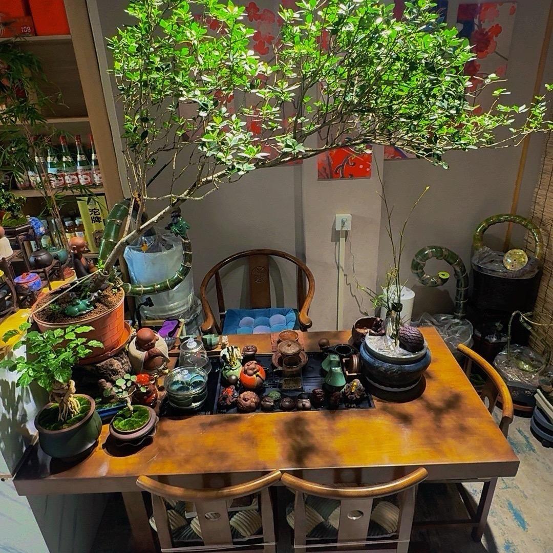 簕竹先生（小号）