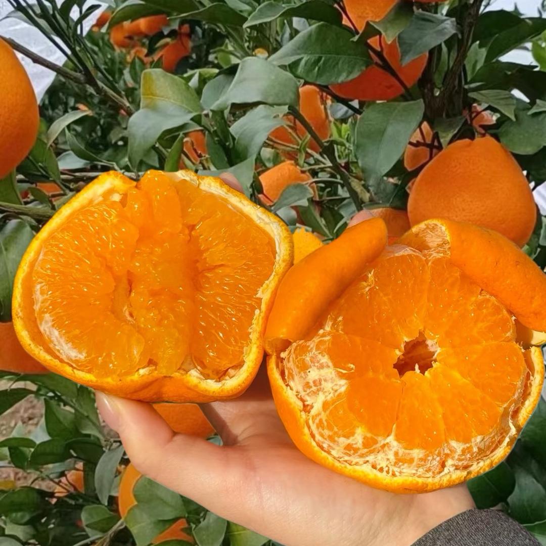 鲜果园（春见耙耙柑）