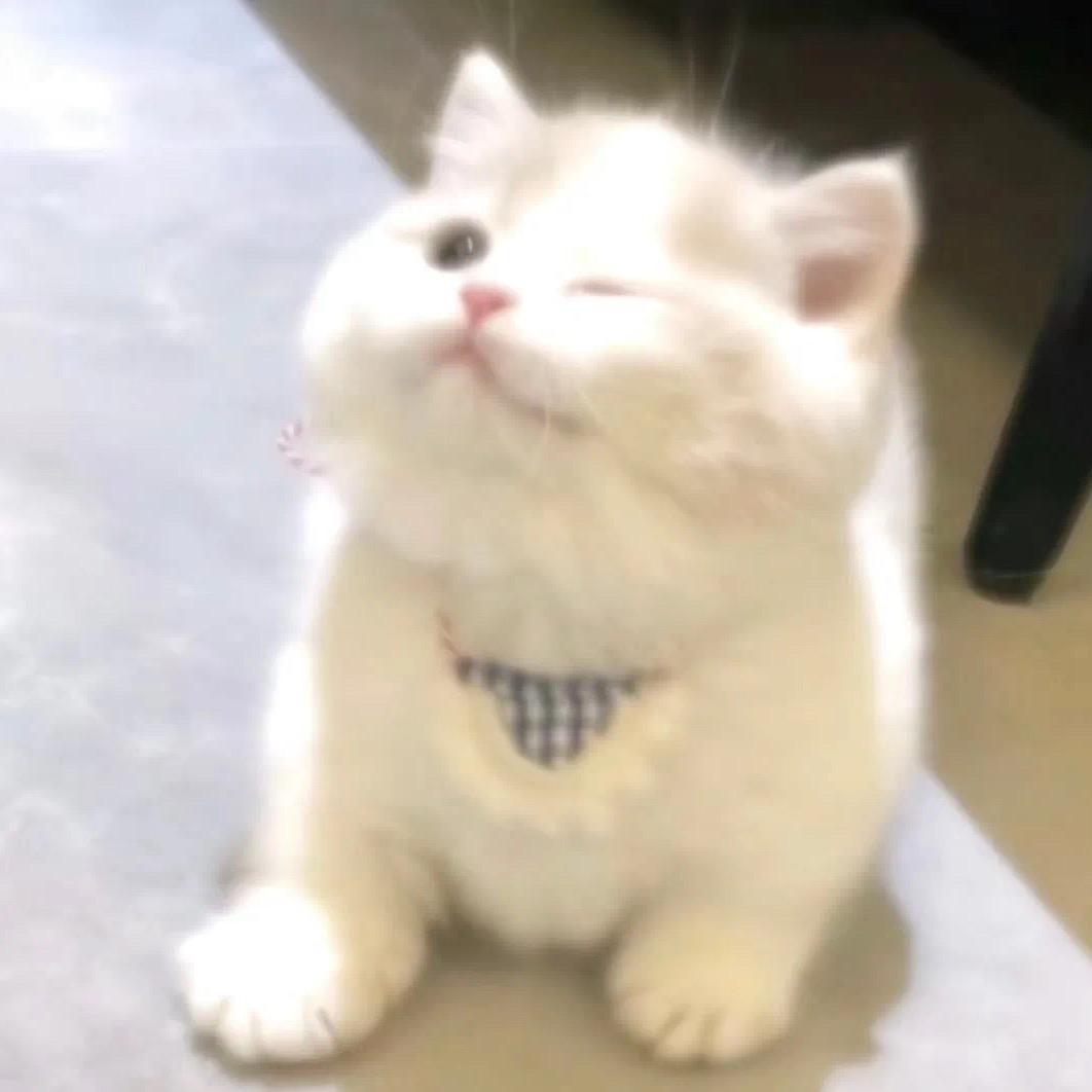 可恶小咪头像