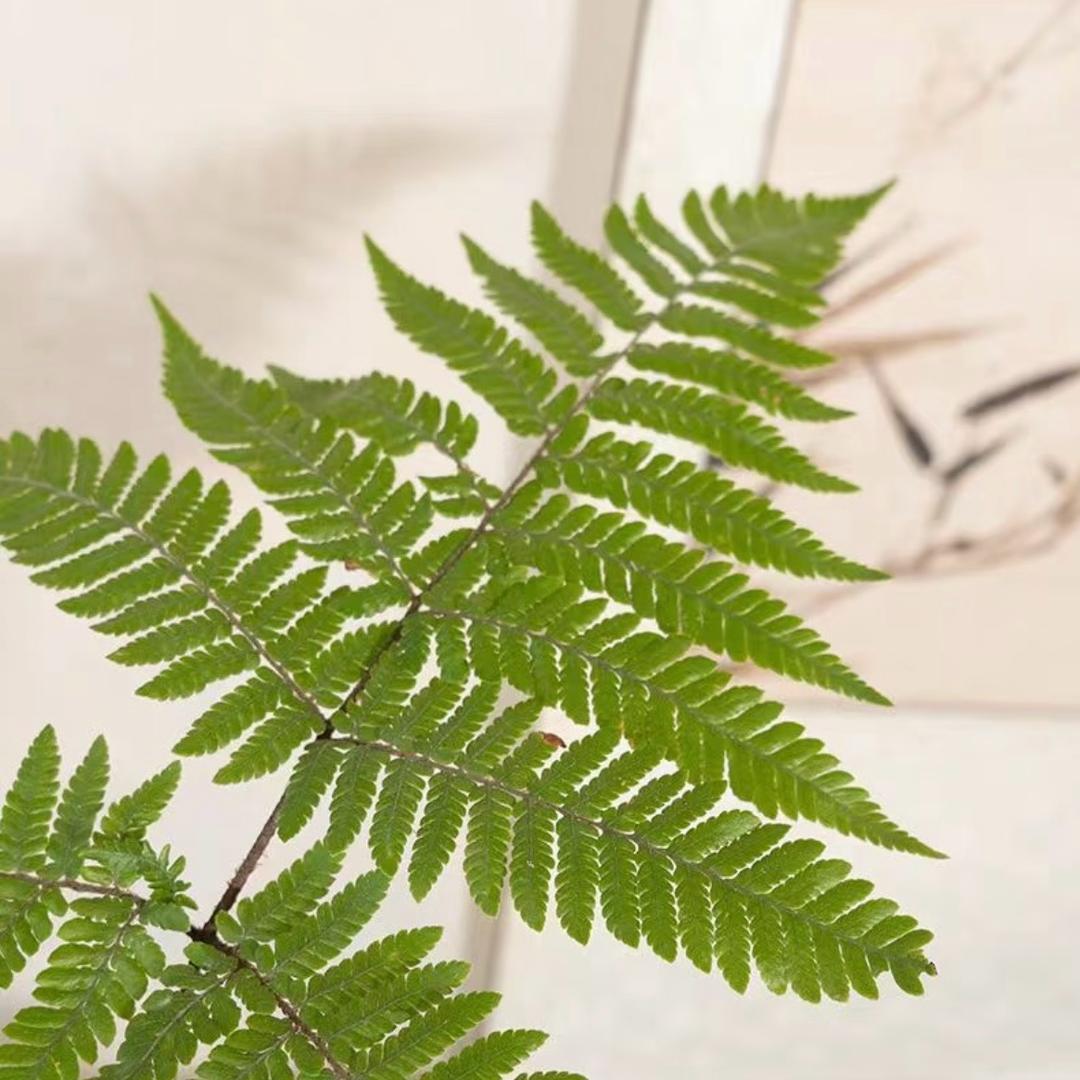 蕨匠花坊
