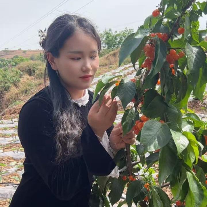 橙子姑娘