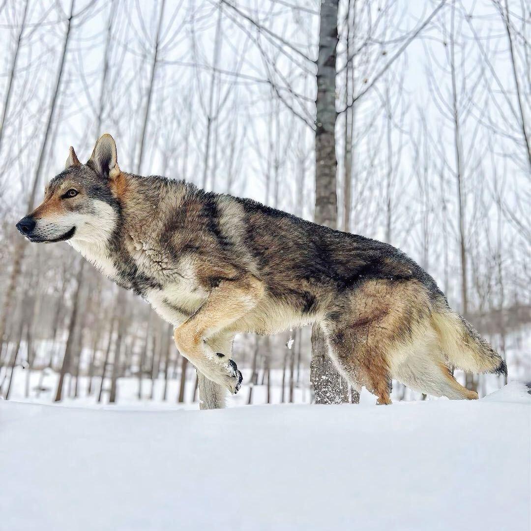 伊森的捷克狼犬