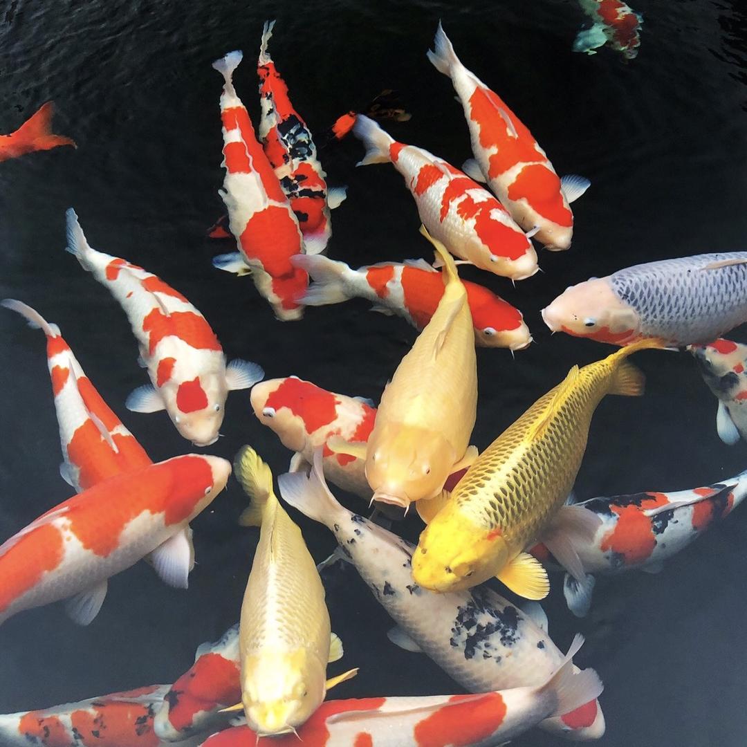 锦鲤成长日记（锦鲤水花私信）