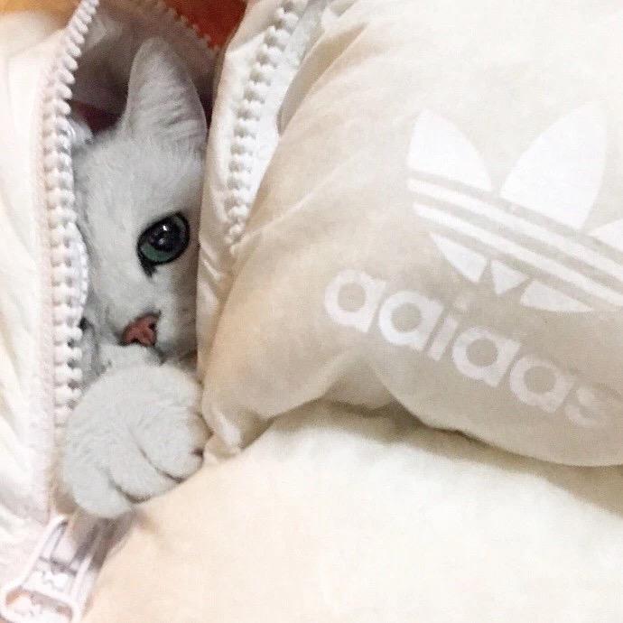 瓶盖