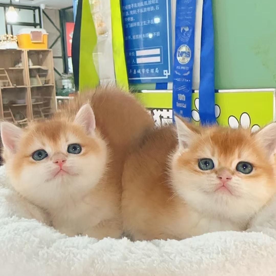 娜家有猫