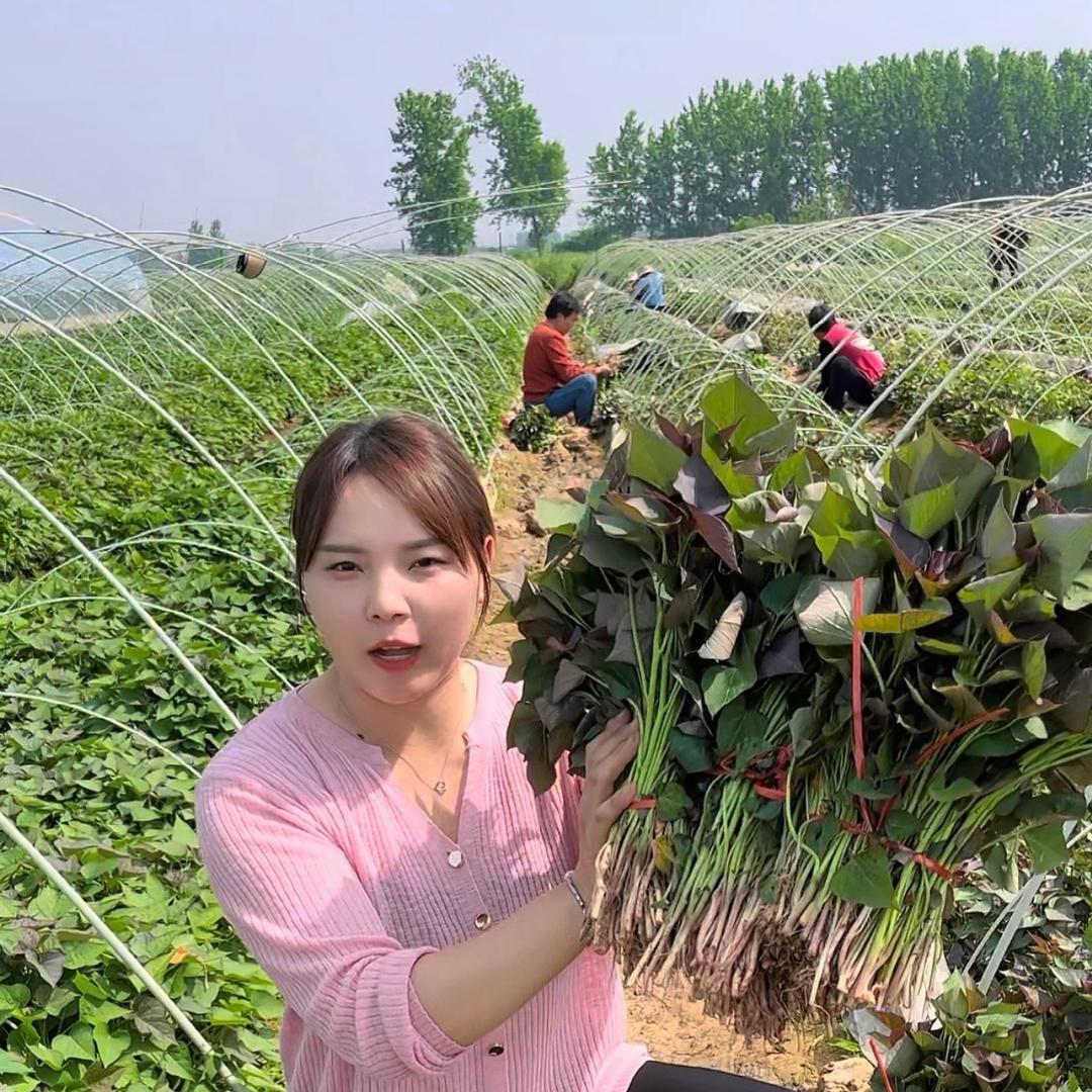 浓果乐红薯苗繁育基地