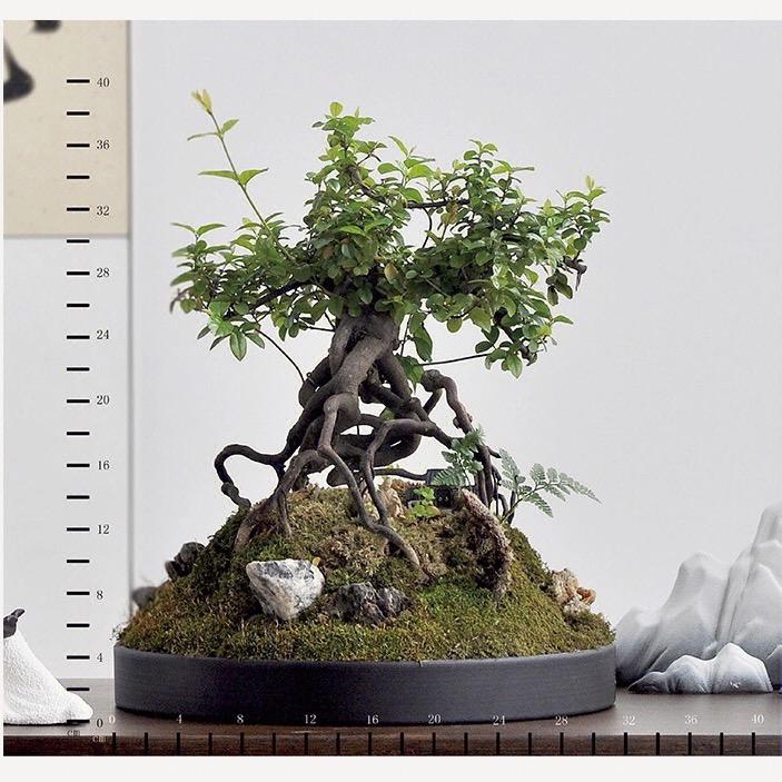 老丁绿植馆卫民家的小院