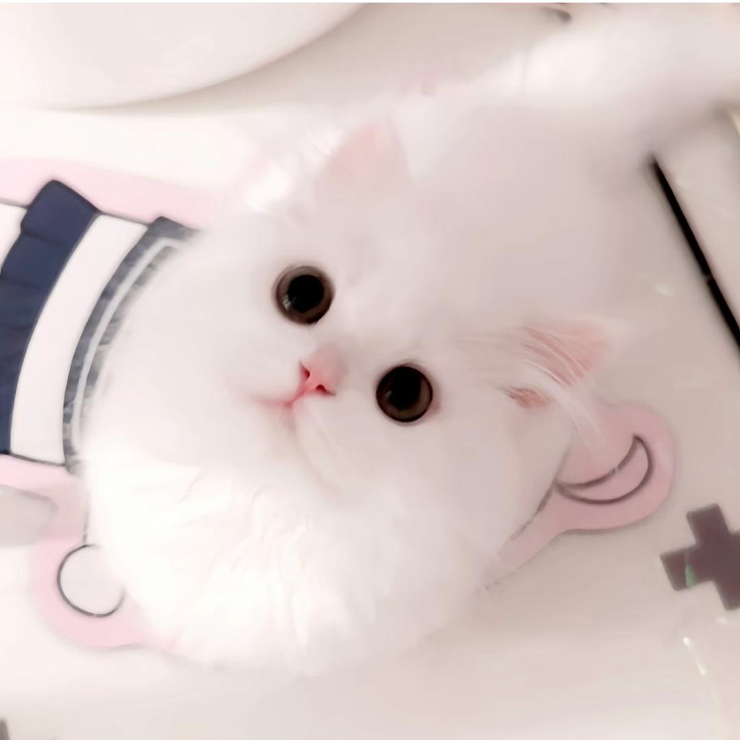 小宝宝