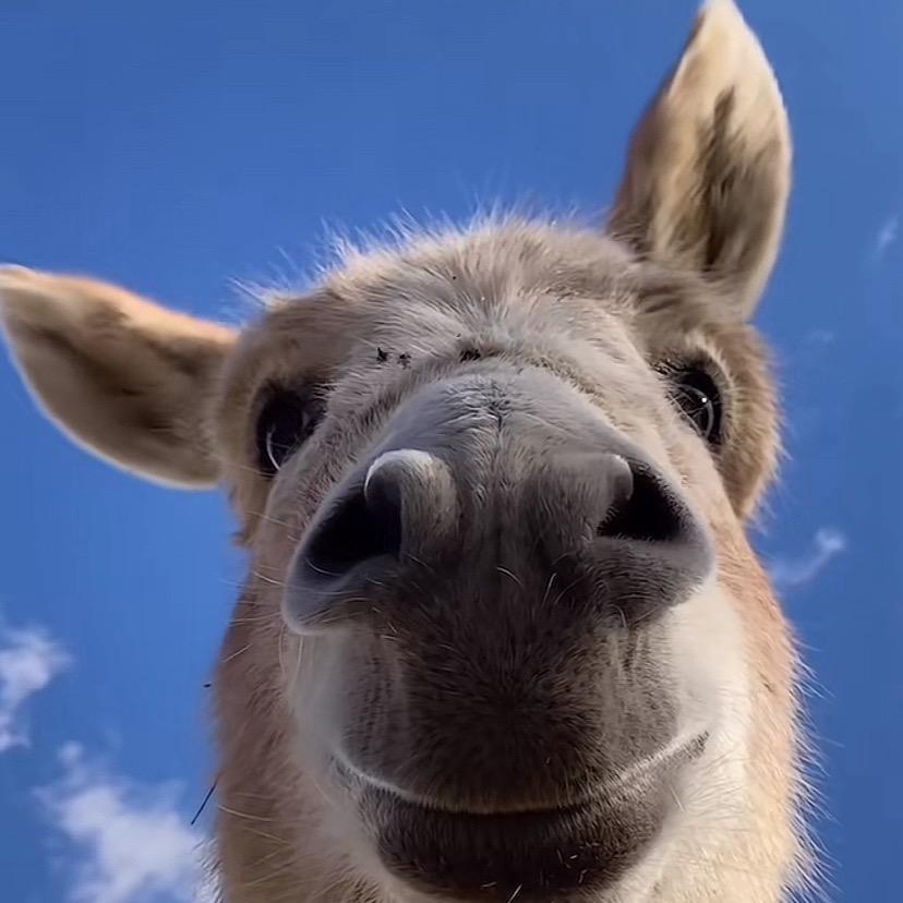 🌵仙人掌🌴️🍭️