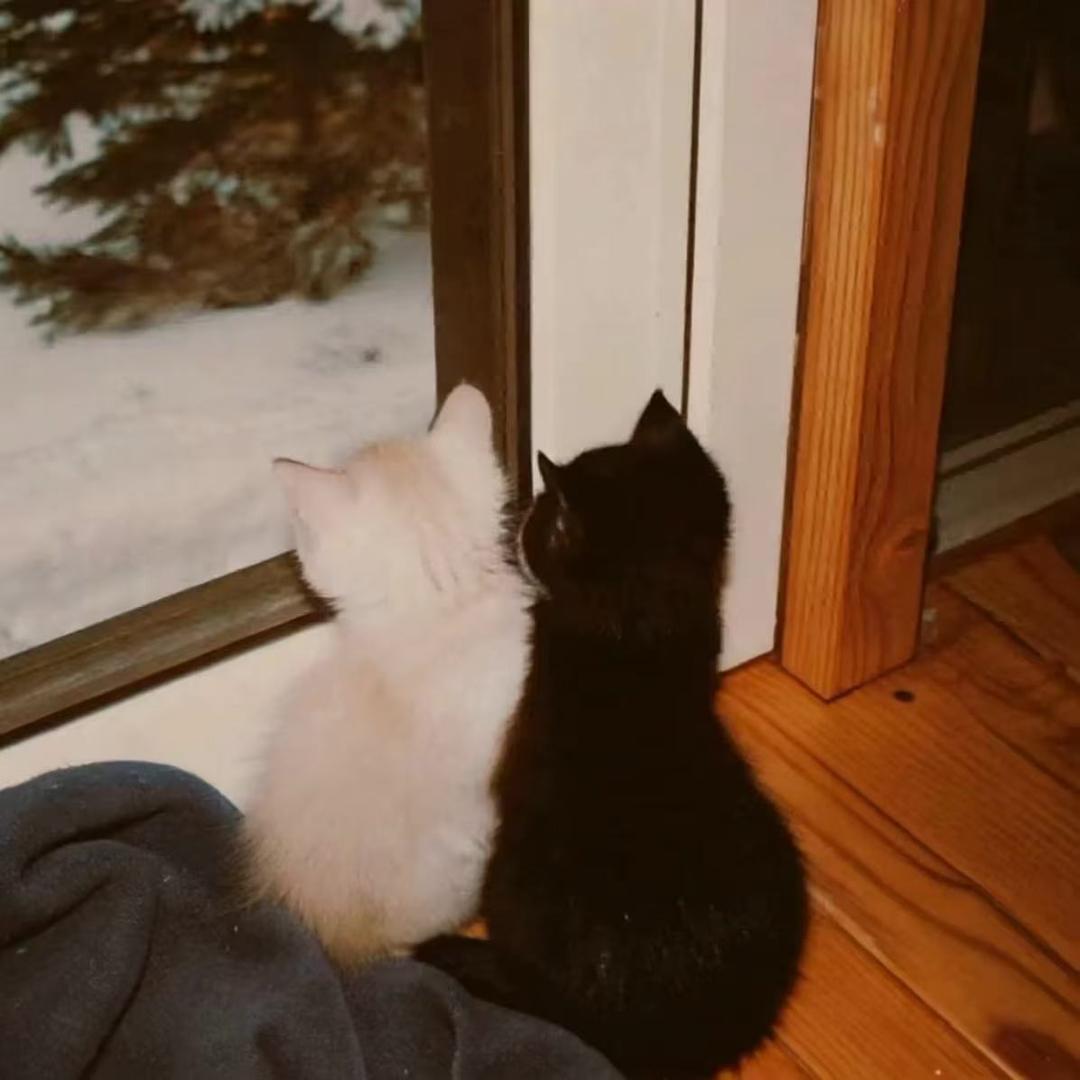 ₍˄·͈༝·͈˄*₎◞ ̑̑