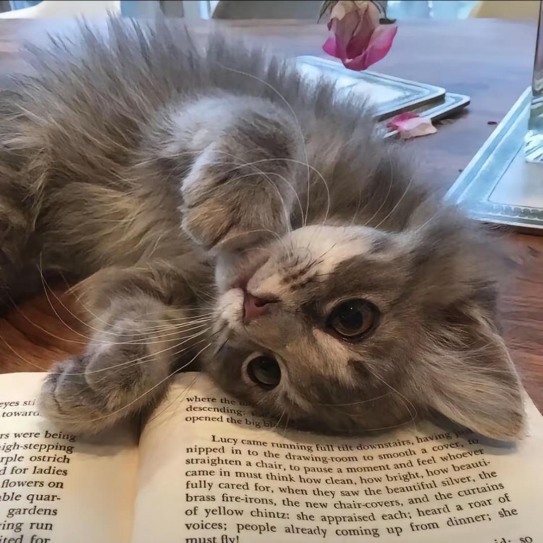 蛋蛋⑉꒦ິ^꒦ິ⑉