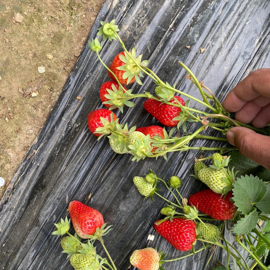淮阳铭泽奶油草莓园