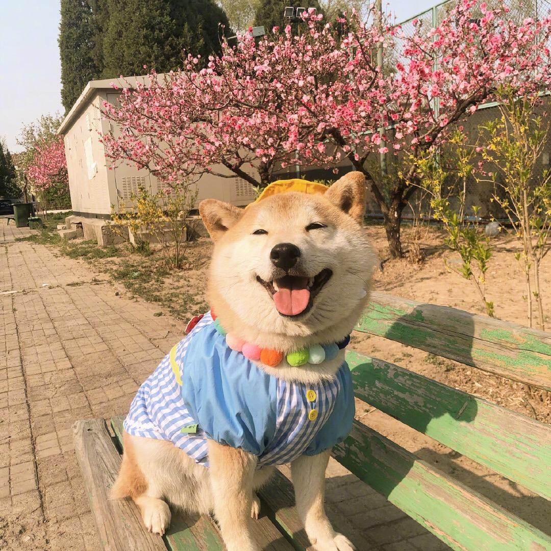 半夏