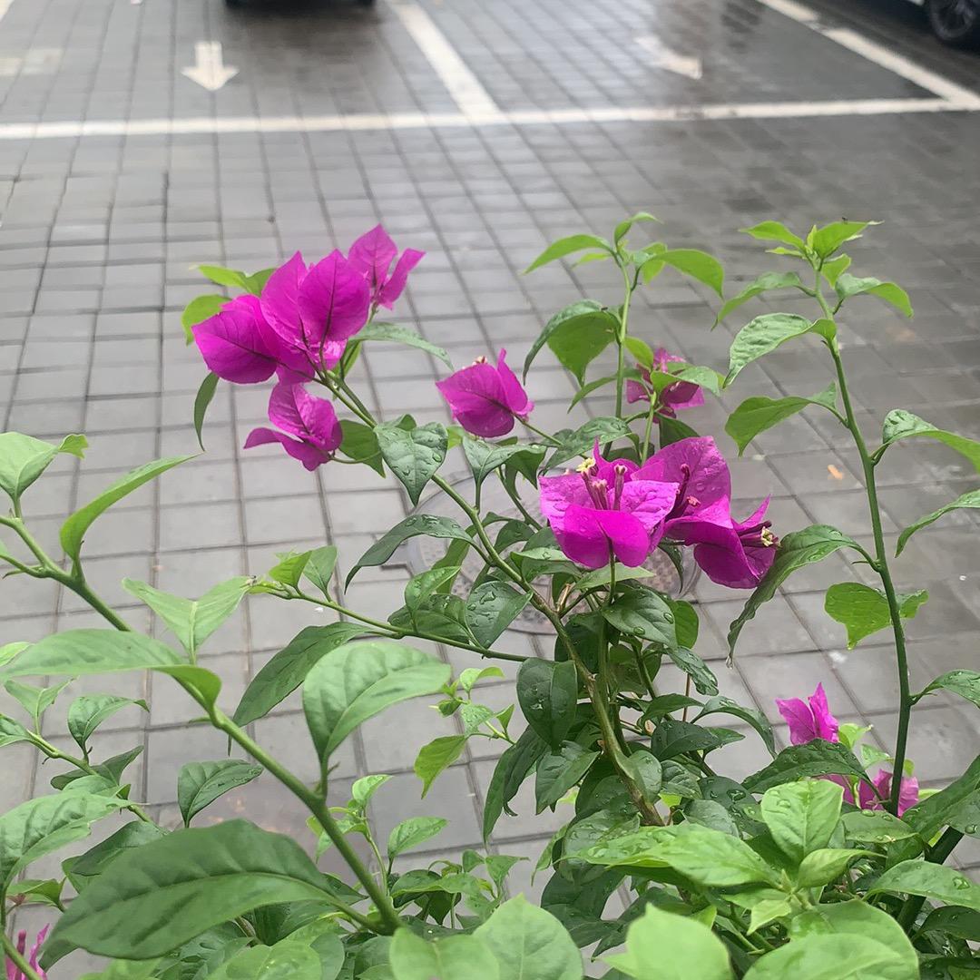 光