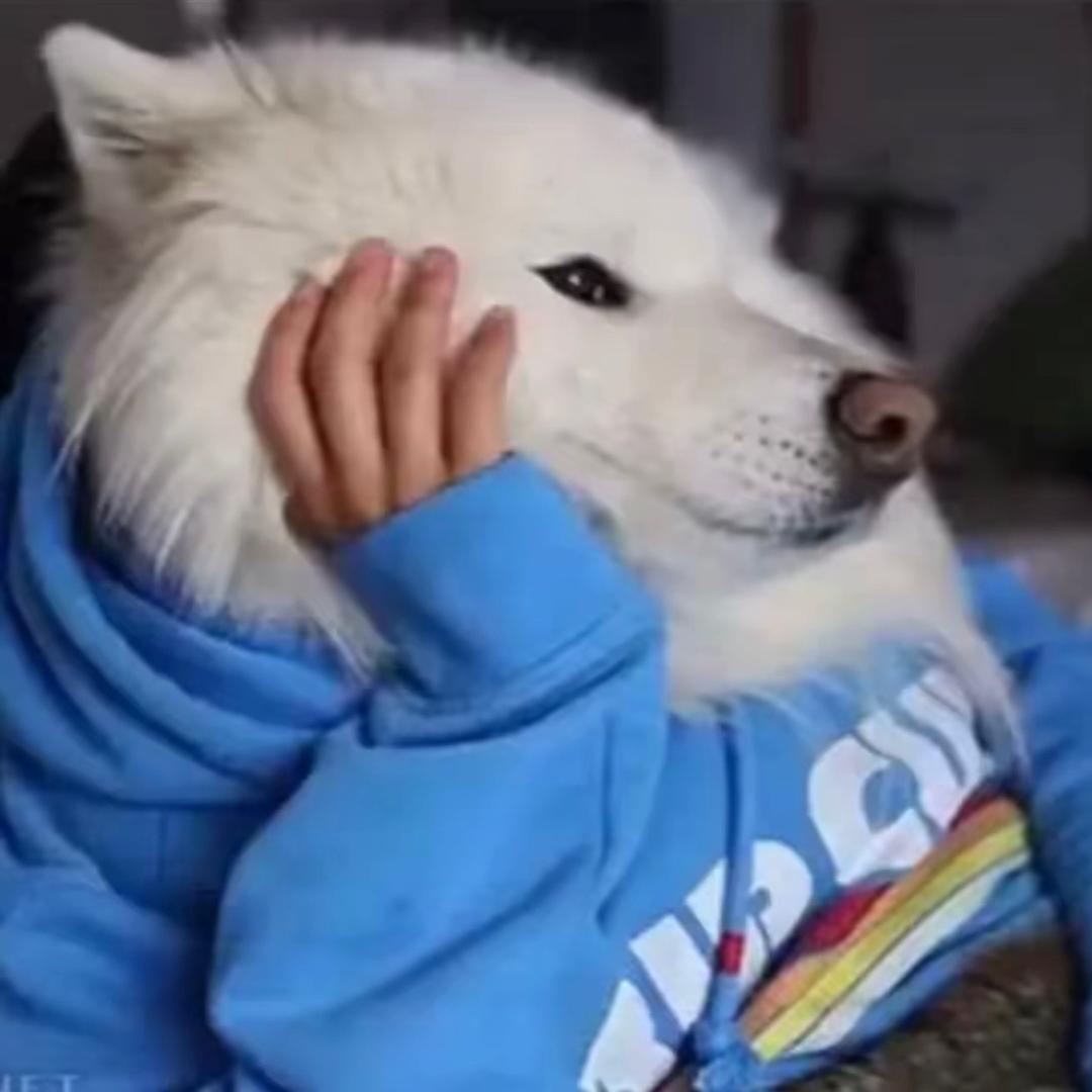 厉害了我的哥
