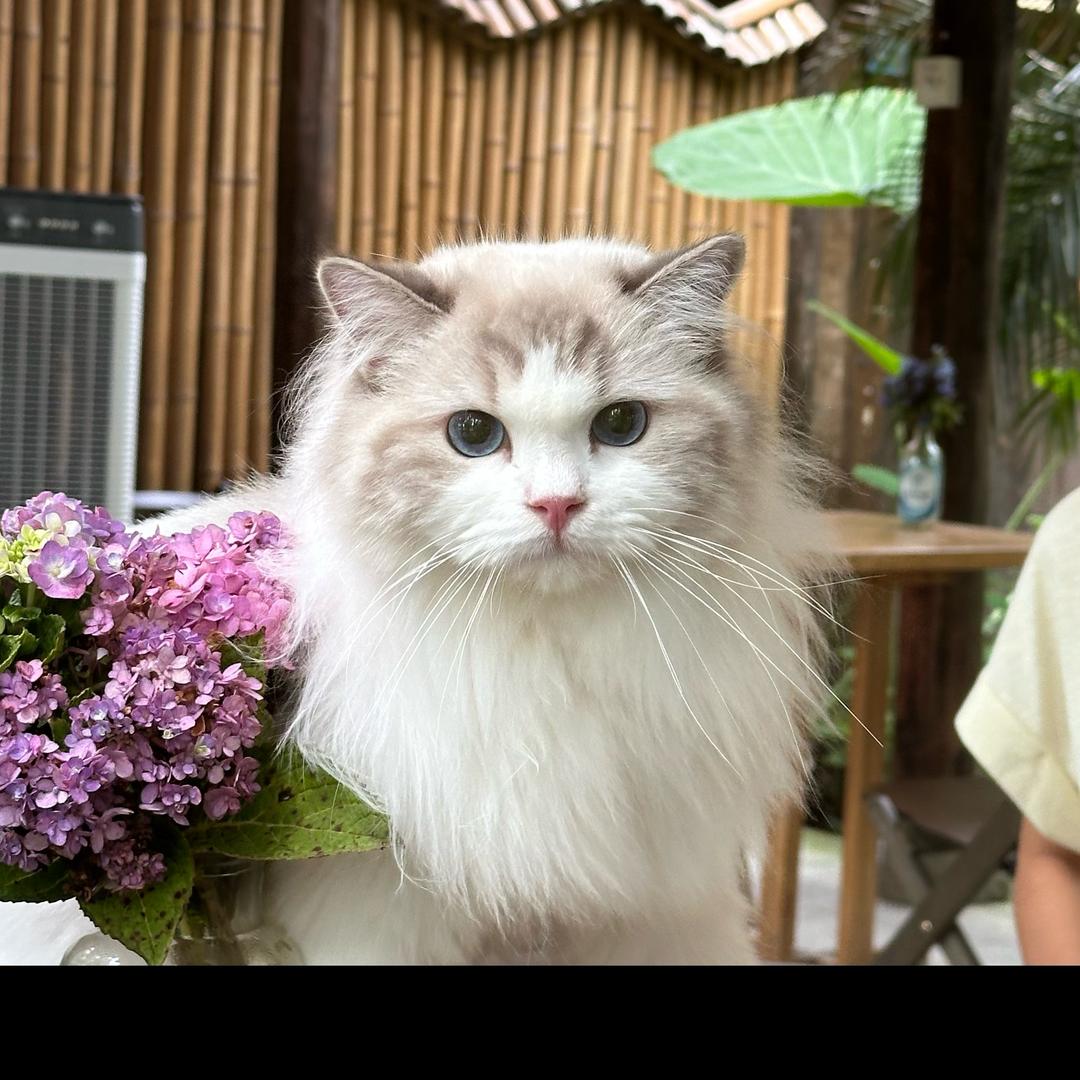 苏苏🌹