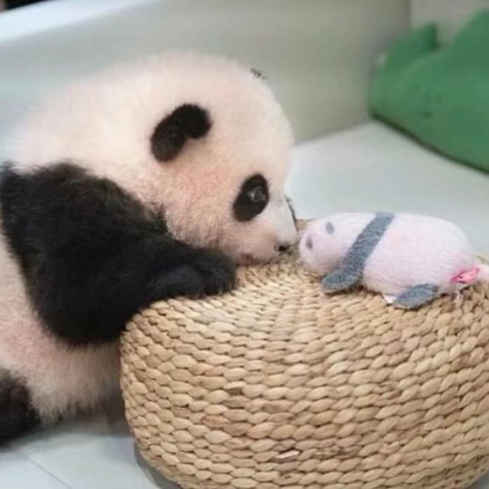 不吃晚饭🐰