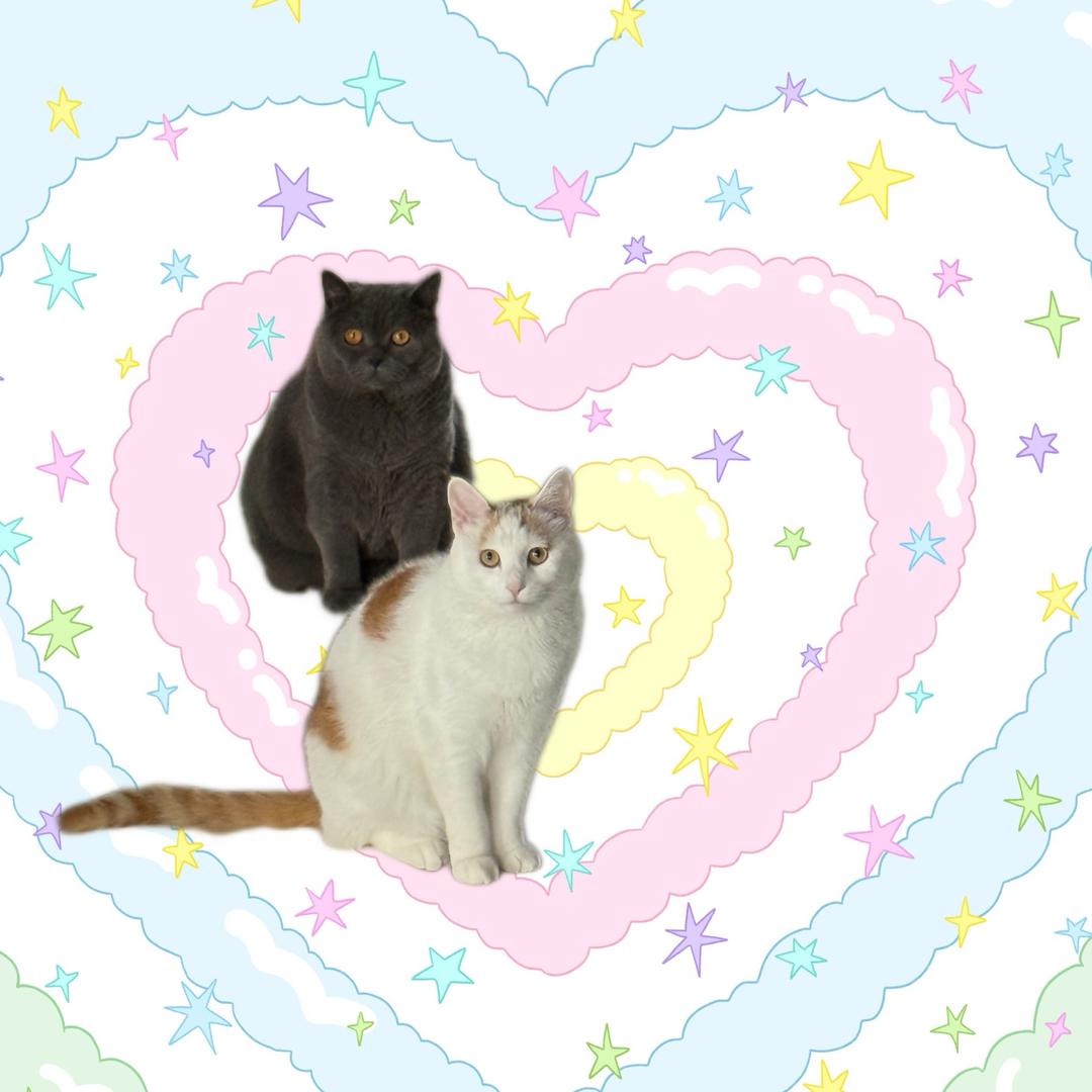 乔治是只猫