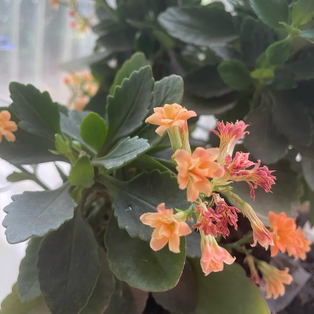 晶晶陆斑