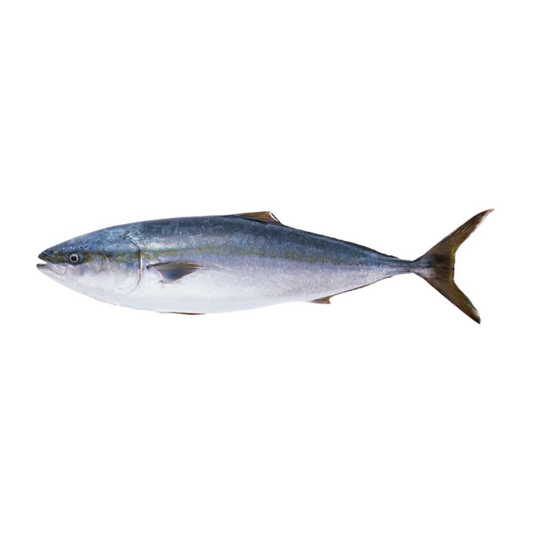 真化石渡渡鸟🐟