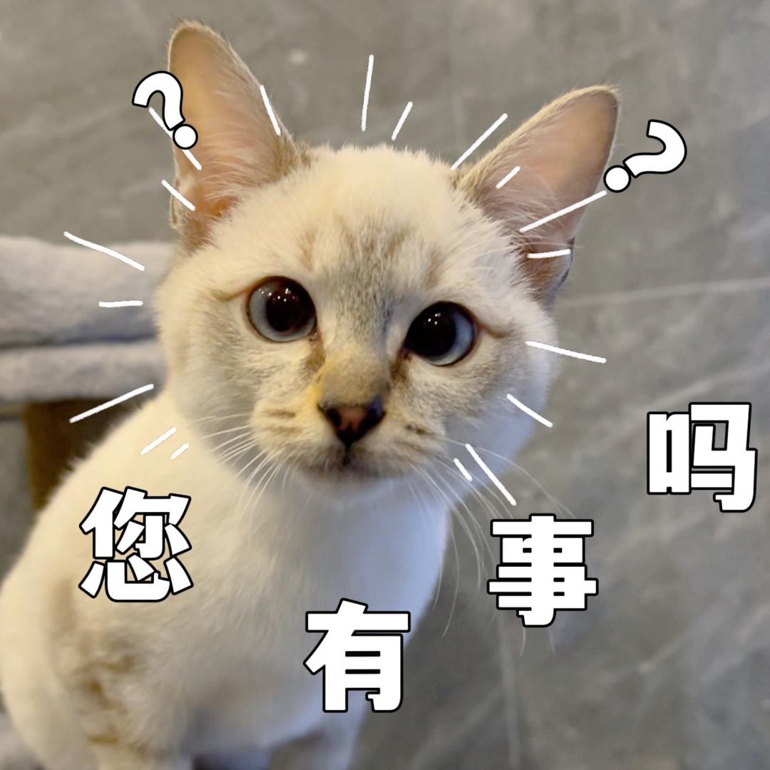 喵sir