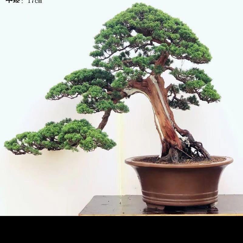雨韵阁盆景
