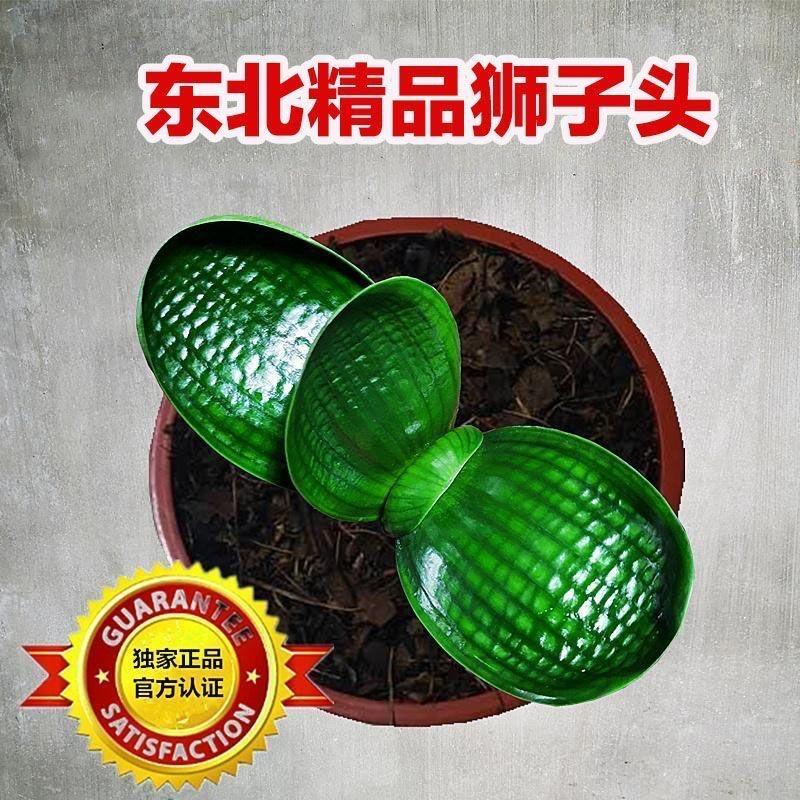 如意君子兰精品店