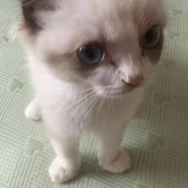 杰夫