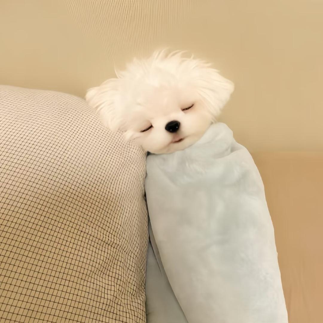 卉不会
