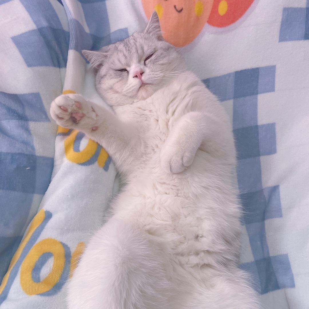 化作飞鱼
