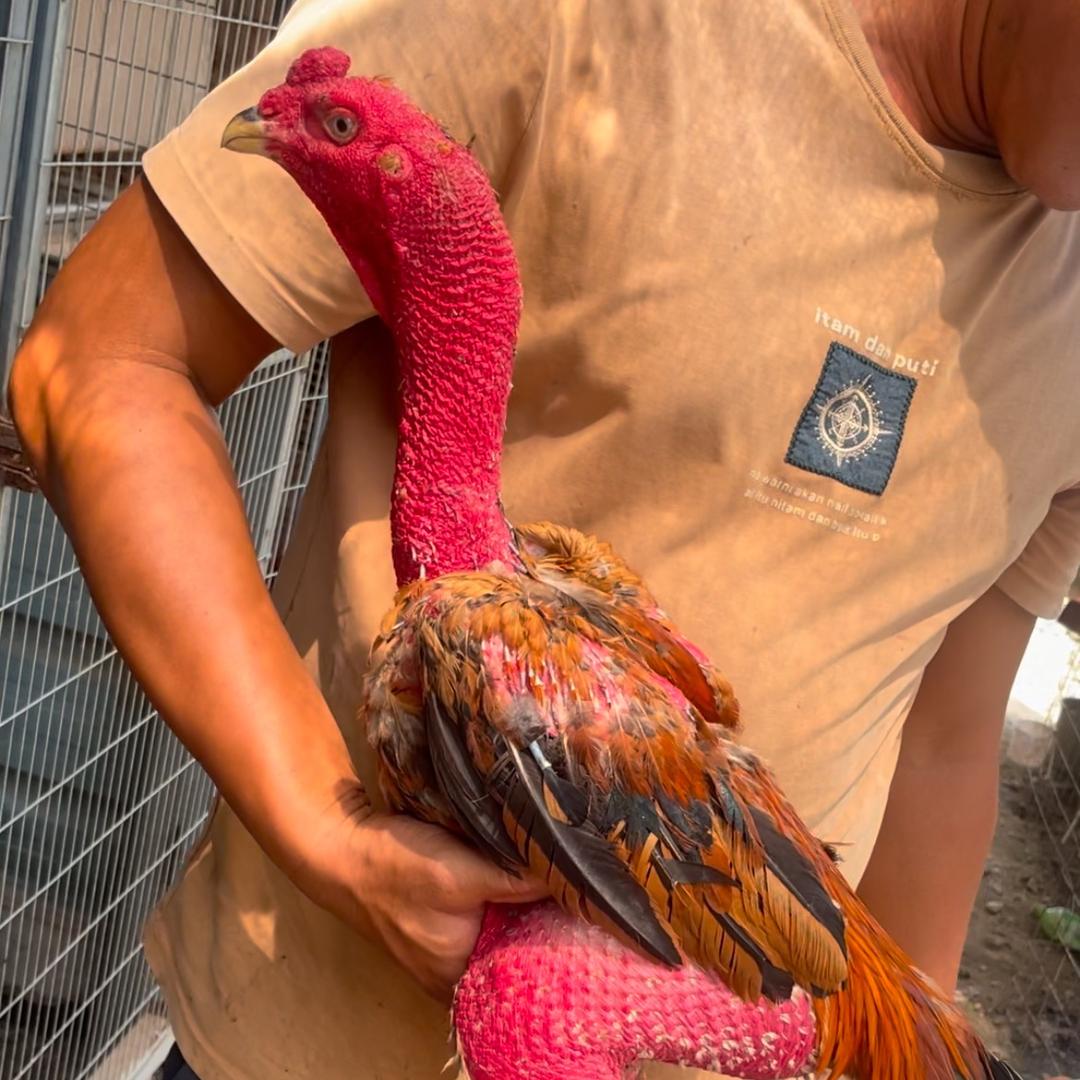 北海经典土炮养殖 2号