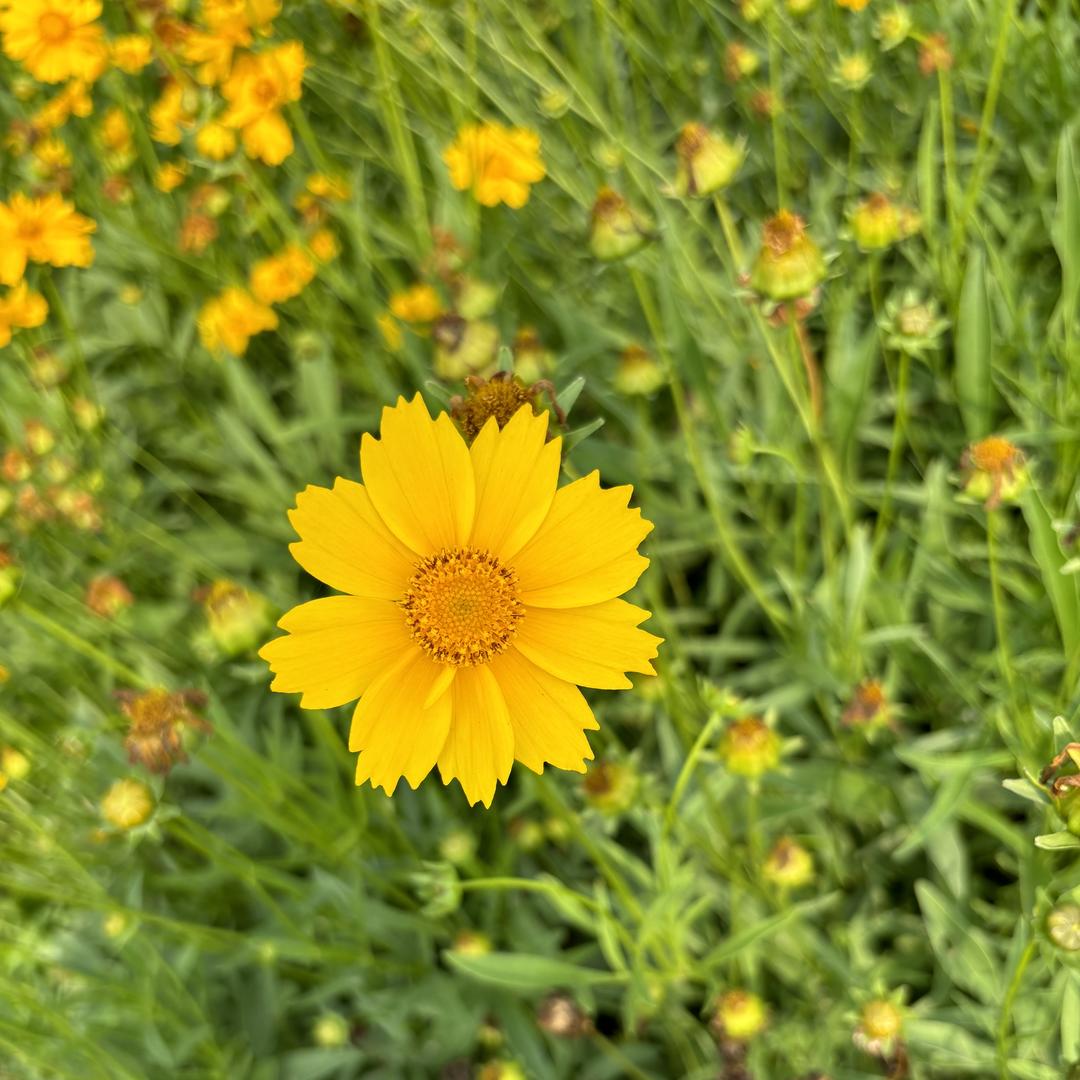 每日鲜花（上午9：30）开播