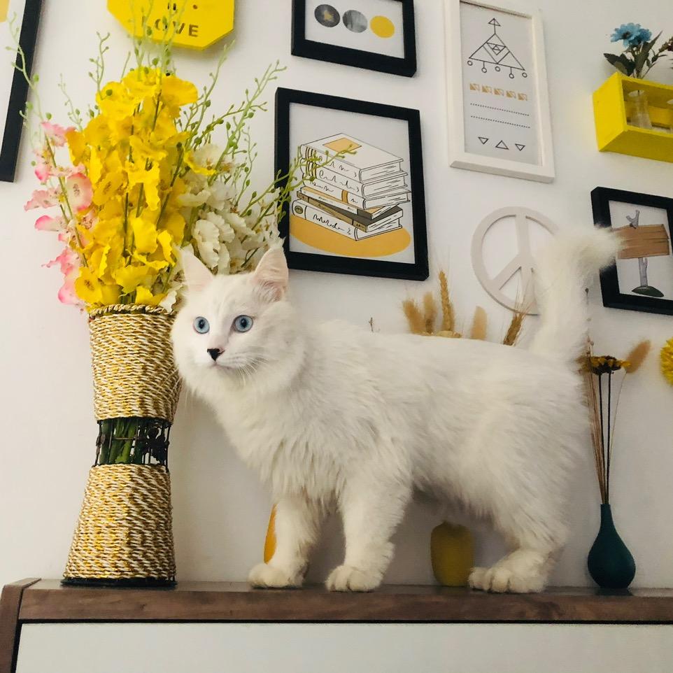 遇见萌宠宠物生活馆