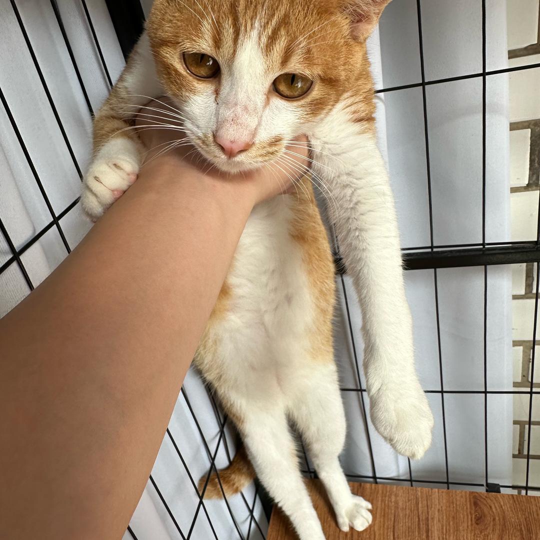 瘦狗岭战神沙k分神