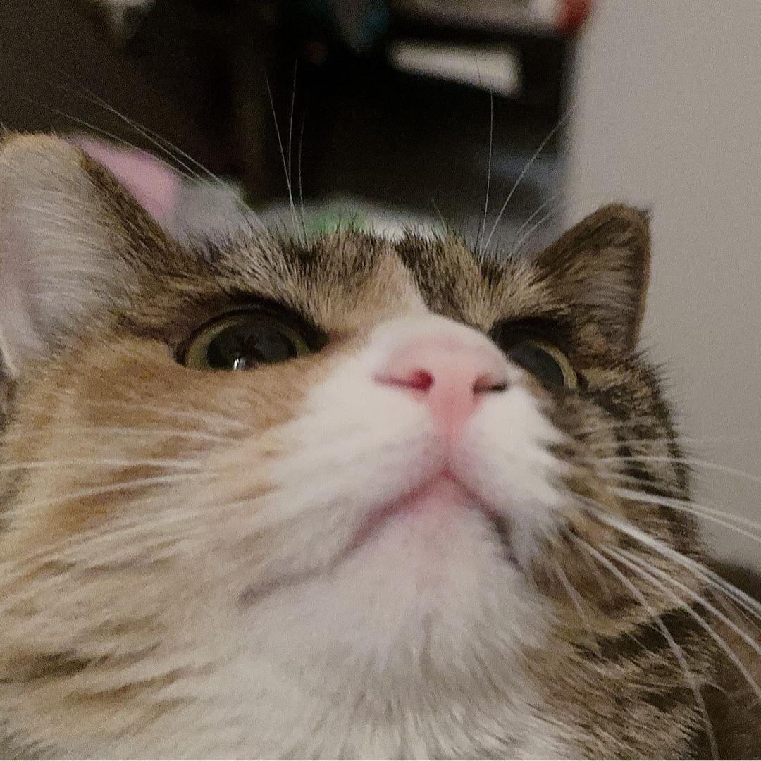 🌈骄傲的小松鸡