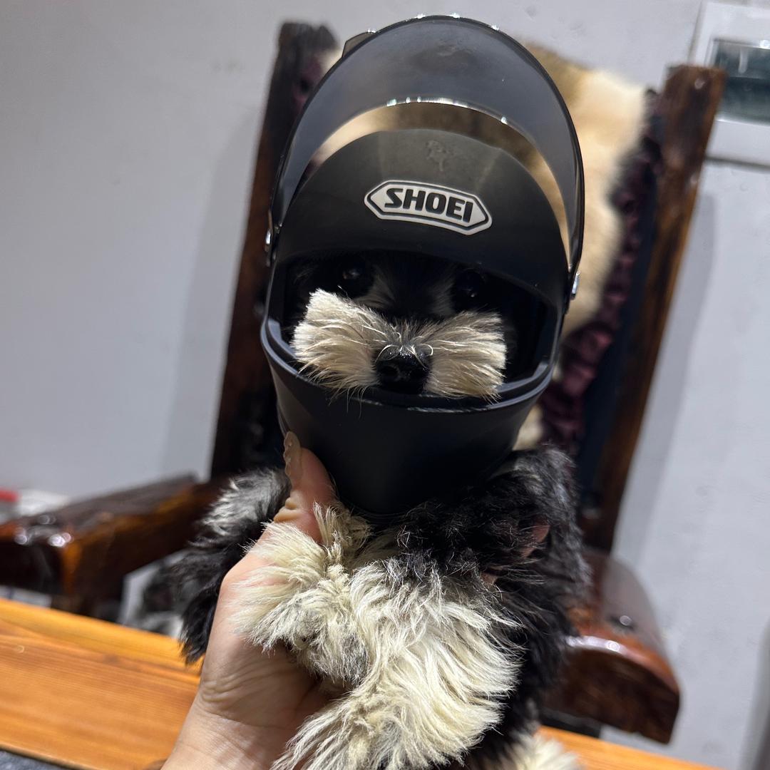 小葱花-❤️高端雪纳瑞