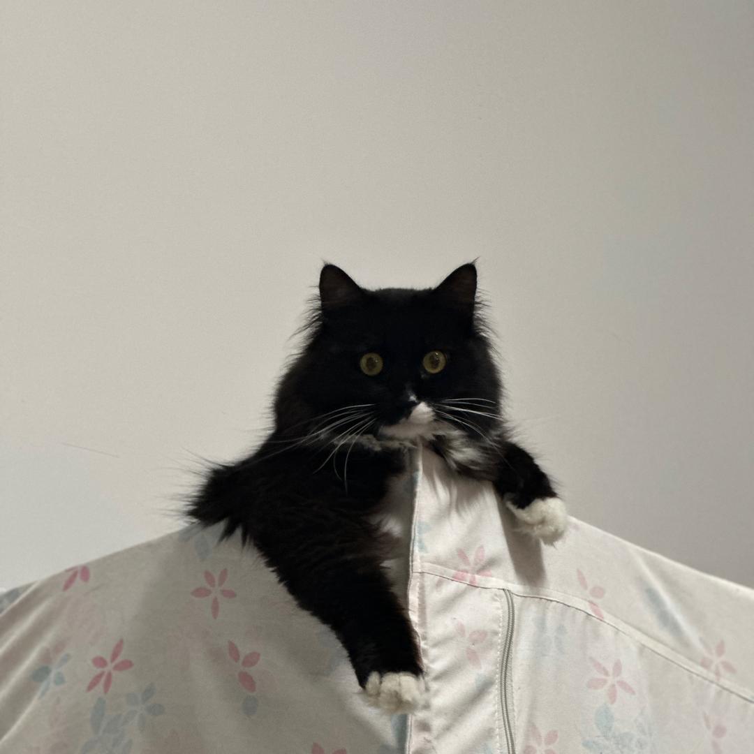 我要成为蛋炒饭专家