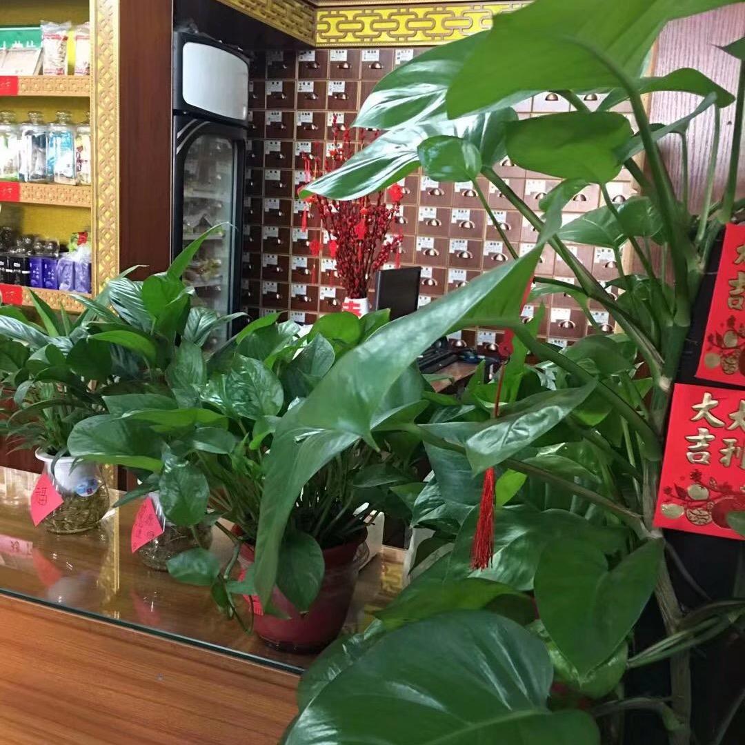 桂枝